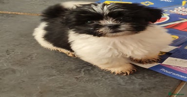 Mixed Breed dogs - Advert 1