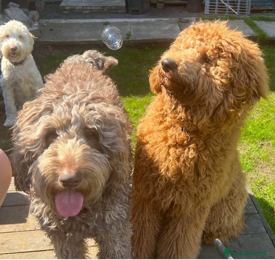 Labradoodle dogs for sale: Labradoodle 12th+ generation  - Image 13