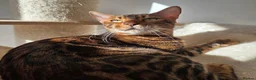 Bengal cats for sale: Beautiful Bengal Female Looking for a Loving Home - Advert 6