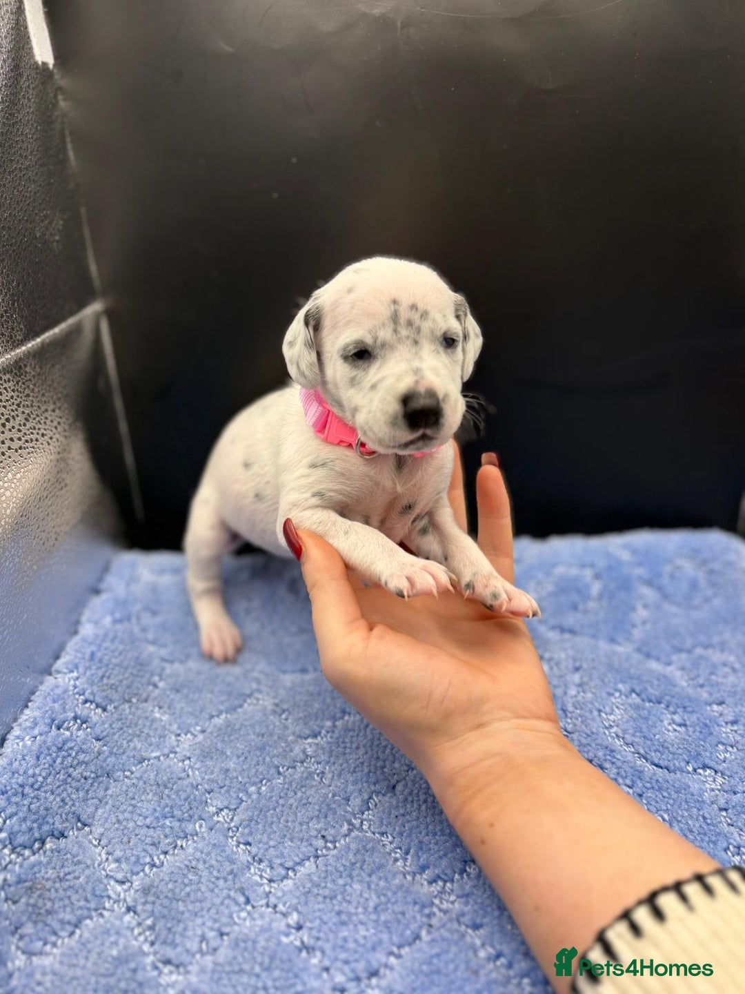 Dalmatian dogs for sale: 5 Generation KC Registered Dalmatians Boys - Advert 14