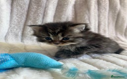 Mixed Breed cats for sale: 4 beautiful kittens available to reserve - Image 6