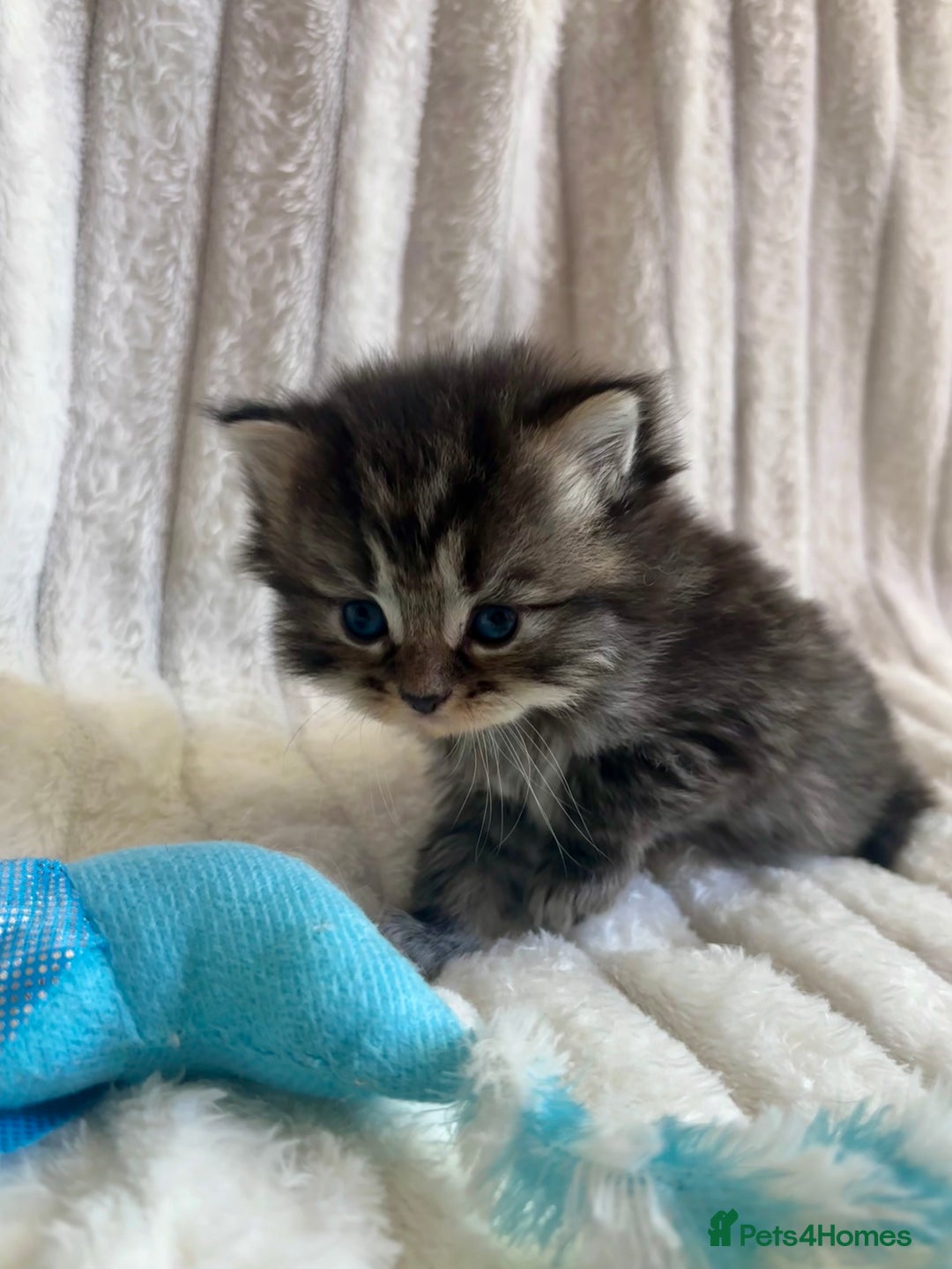 Mixed Breed cats for sale: 4 beautiful kittens available to reserve - Image 6