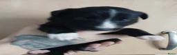 Border Collie dogs for sale: 1 beautiful boy left - Advert 5