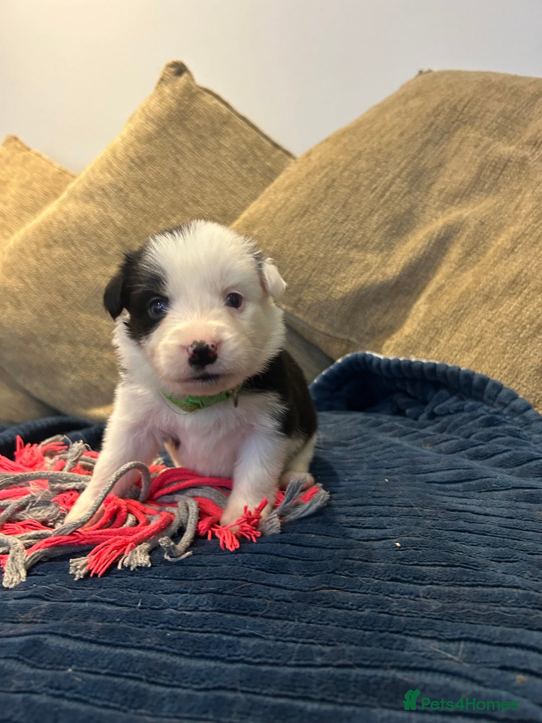 Border Collie dogs for sale: Border collie puppies for sale!!!❤️ - Image 10