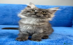 Maine Coon cats for sale: Kittens Maine Coon registered with Gccf  - Image 15