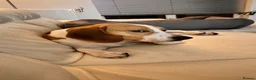 Beagle dogs for sale: 4 year old Beagle Boy in Derby - Advert 6