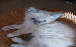 Ragdoll cats for sale: CUTE RAGDOLL KITTENS  - Image 19