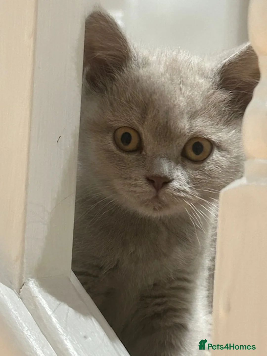 British Shorthair cats for sale: Stunning Lilac and Cinnamon girls available GCCF  - Advert 11