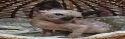 Sphynx cats for sale: 🩷Beautiful Sphynx Girls Looking for Forever Homes in Leicester - Advert 5