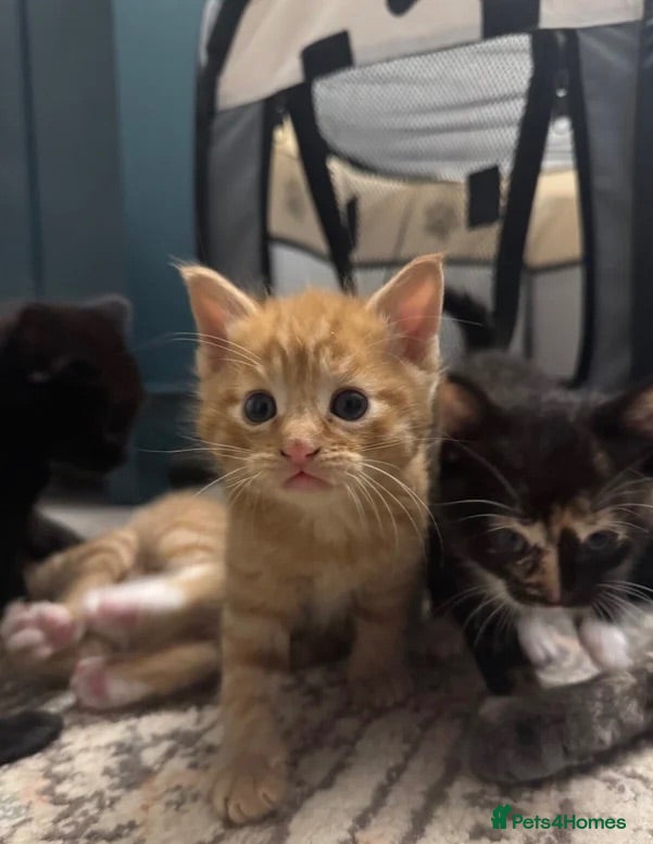 British Shorthair cats Kittens 🐱  - Advert 7