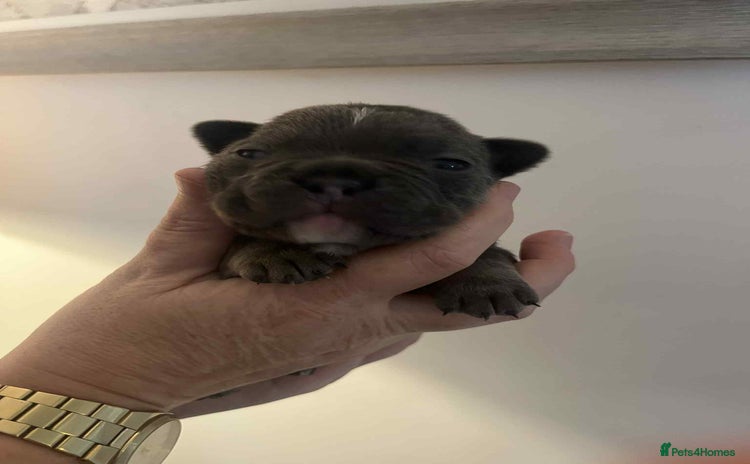 French Bulldog dogs - Advert 3