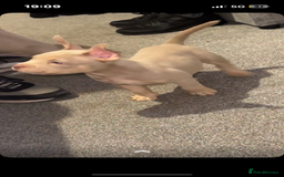 American Bully dogs for sale: 🦍🩸cowboy🤠- micro bully’s for sale  - Image 12