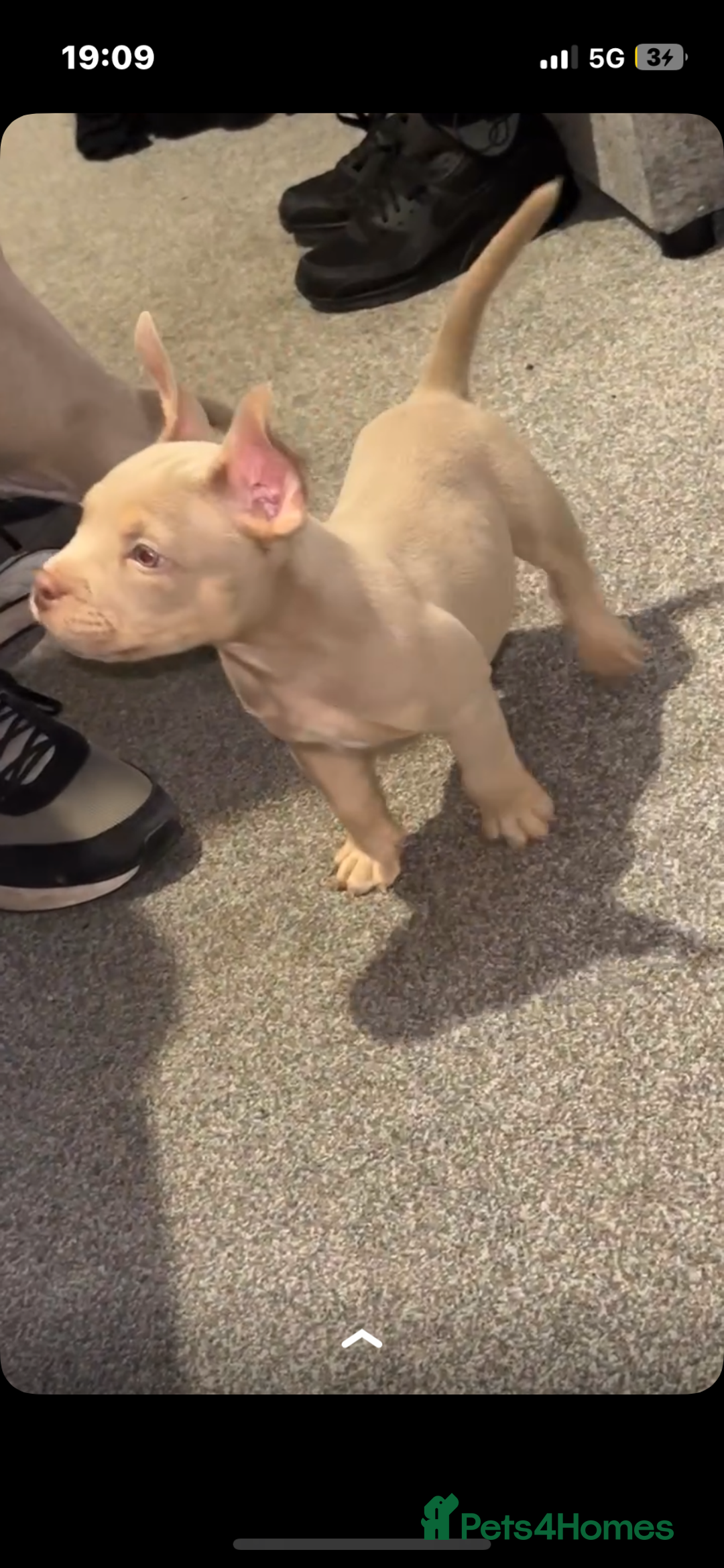American Bully dogs for sale: 🦍🩸cowboy🤠- micro bully’s for sale  - Image 12