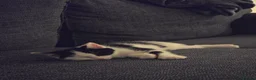 Mixed Breed cats for sale: Male kitten in Bristol - Advert 3