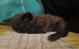 Mixed Breed cats for sale: 4 sweet kittens  - Image 9