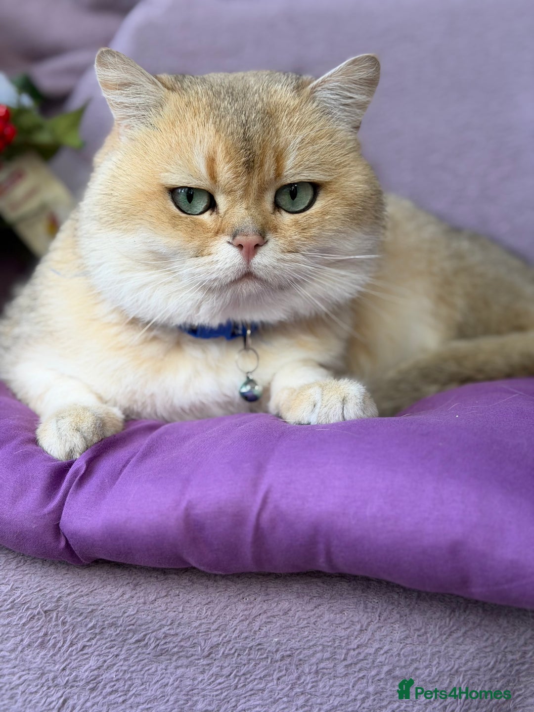 British Shorthair cats for sale: British shorthair golden tricolour TICA - Advert 18