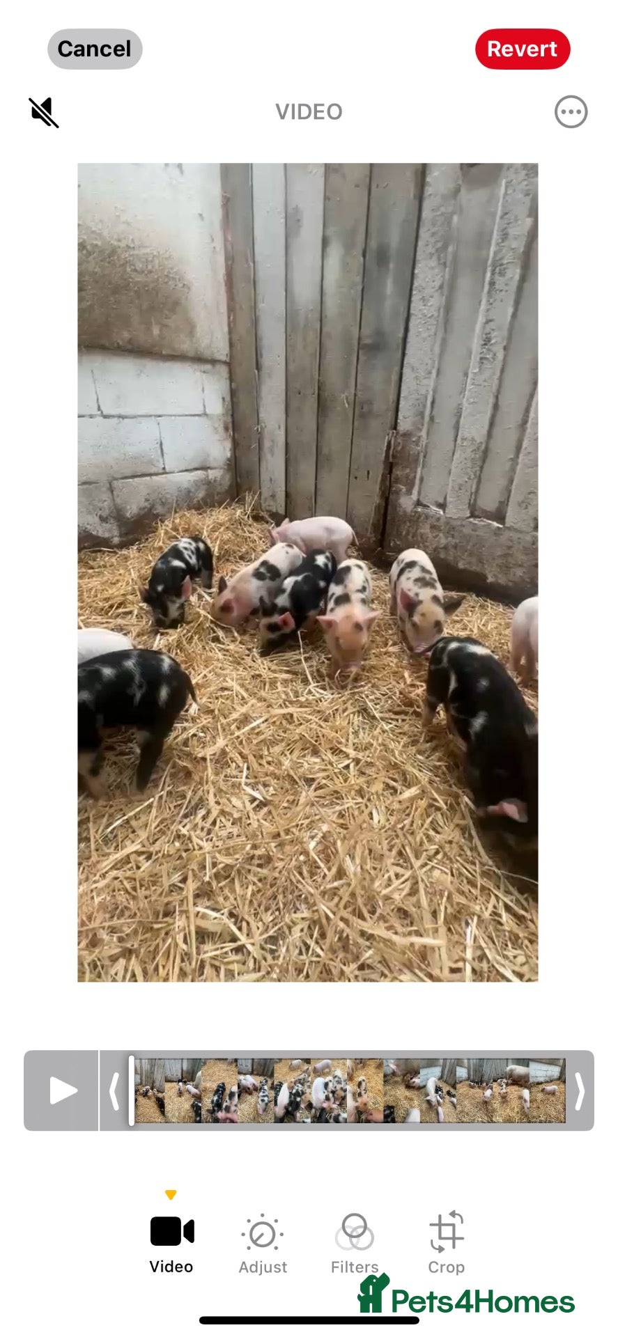 Pig livestock Piglets for sale  - Advert 6