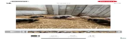Pig livestock for sale: Piglets for sale  - Advert 1