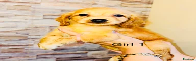 Cavapoo 6