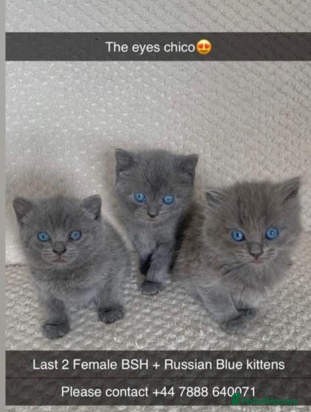 British Shorthair cats for sale: GORGEOUS FLUFFBALLS - Advert 1