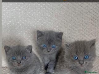 British Shorthair cats LAST MALE LEFT - Advert 17