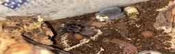 Tarantulas invertebrates for sale: Tarantula Collection For Sale - Advert 7