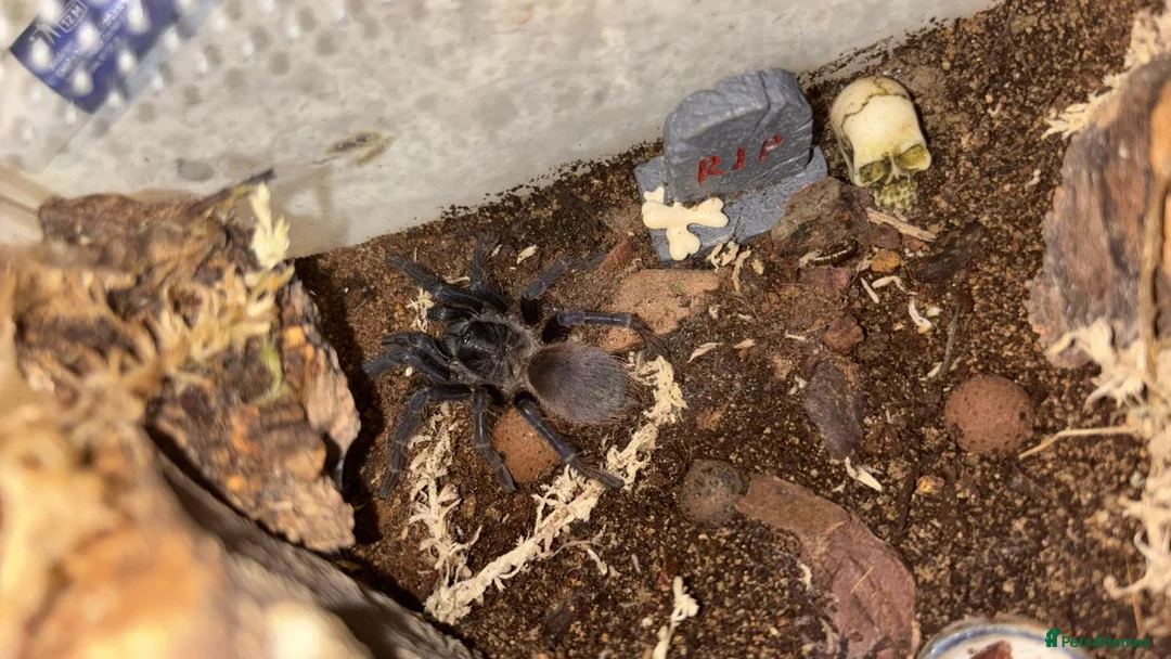 Tarantulas invertebrates for sale: Tarantula Collection For Sale - Advert 7