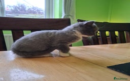 Mixed Breed cats for sale: 2 Male 8 week old kittens  - Image 4