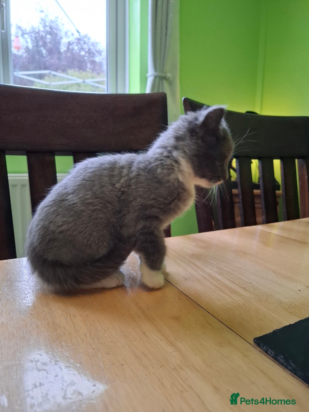 Mixed Breed cats for sale: 2 Male 8 week old kittens  - Image 4