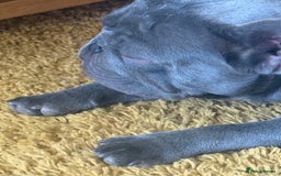 French Bulldog dogs for sale: French bulldog male  - Image 13