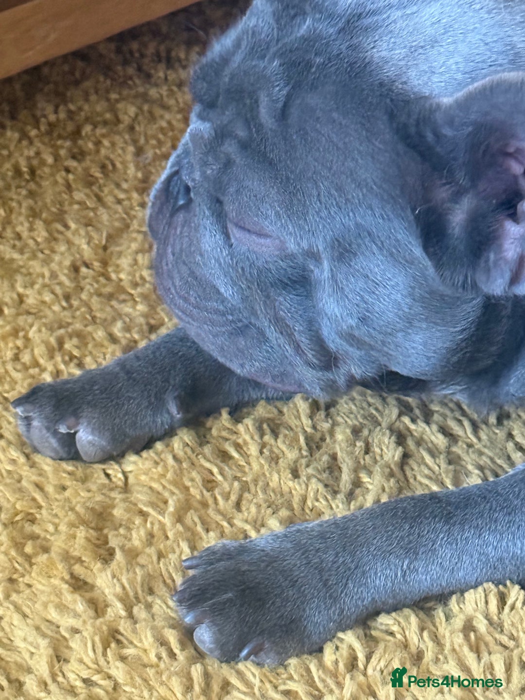 French Bulldog dogs for sale: French bulldog male  - Image 13