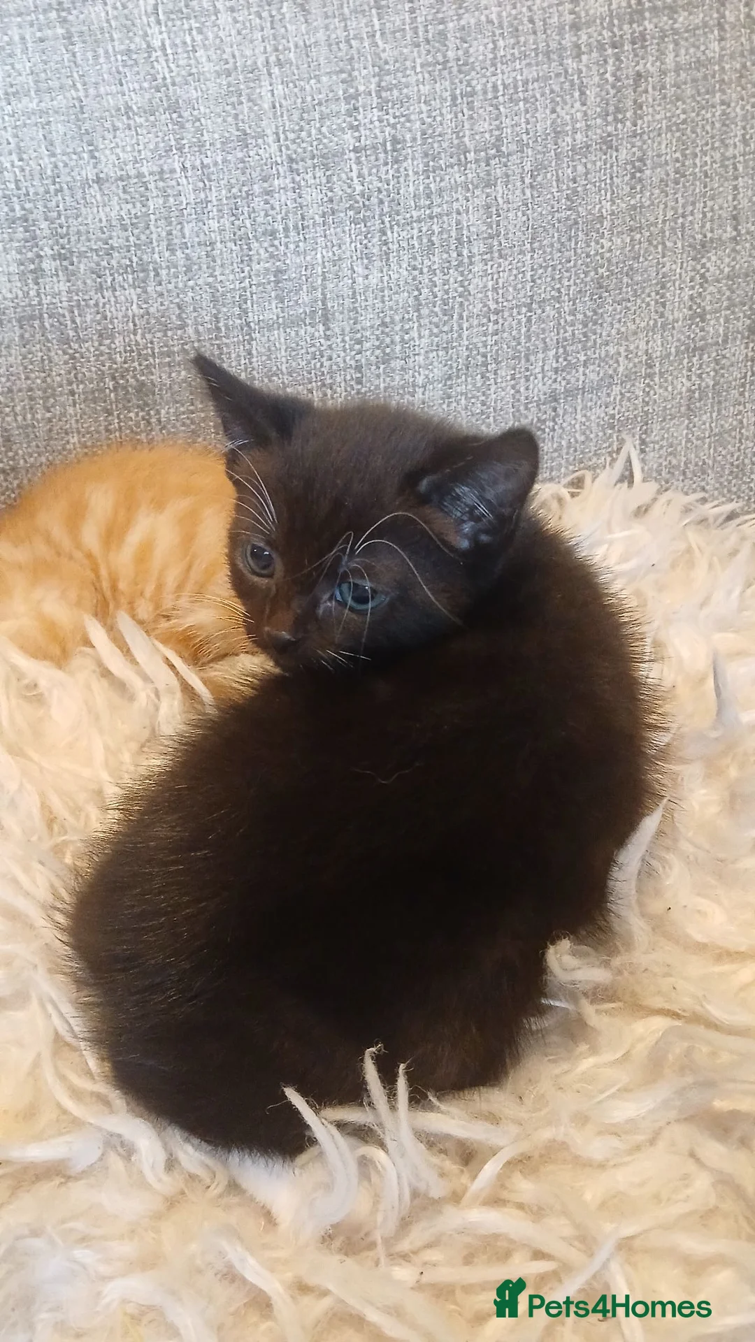 Mixed Breed cats for sale: Norwegian cross kittens - Advert 9