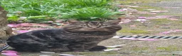 Mixed Breed cats for sale: 3 cute kittens (male) in Plymouth - Advert 16