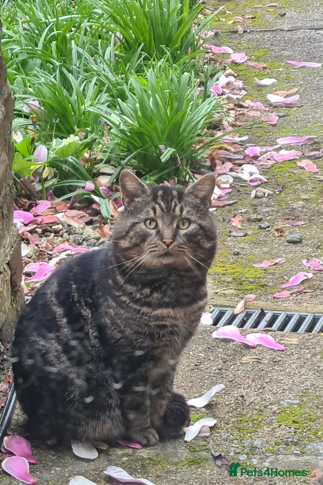 Mixed Breed cats for sale: 3 cute kittens (male) in Plymouth - Advert 16