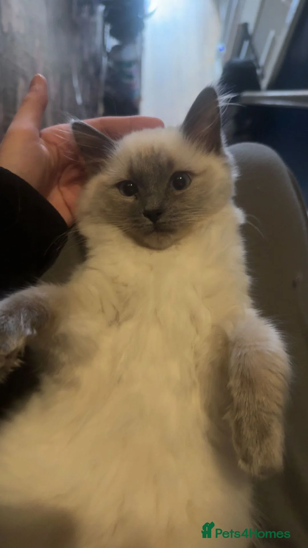 Ragdoll cats for sale: Lilac point female ragdoll - Advert 3