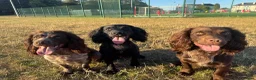 Cocker Spaniel dogs for stud: Working cocker for Stud *proven* - Advert 13