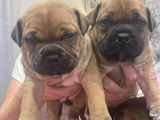 Staffordshire Bull Terrier dogs Beautiful chunky red staffys - Advert 3