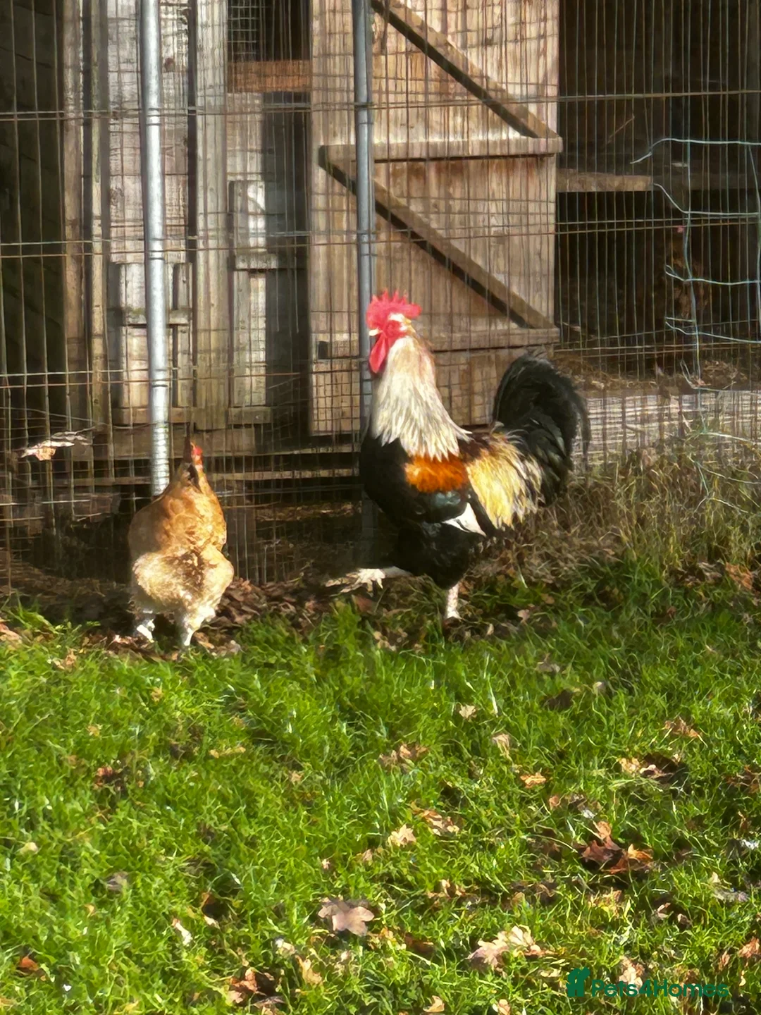 Chickens poultry for sale: Free due to moving .  - Advert 4