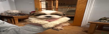Shih Tzu Puppy 2