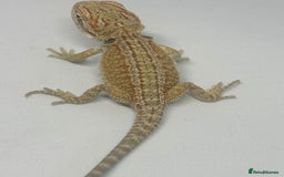 Bearded Dragon reptiles for sale: Baby beardies - Image 14