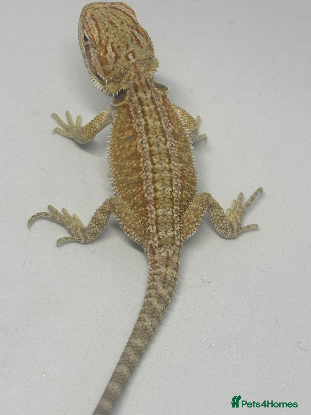 Bearded Dragon reptiles for sale: Baby beardies - Image 14
