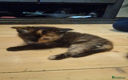 Maine Coon cats for sale: Beautiful Mainecoon X  9 kittens  - Image 26