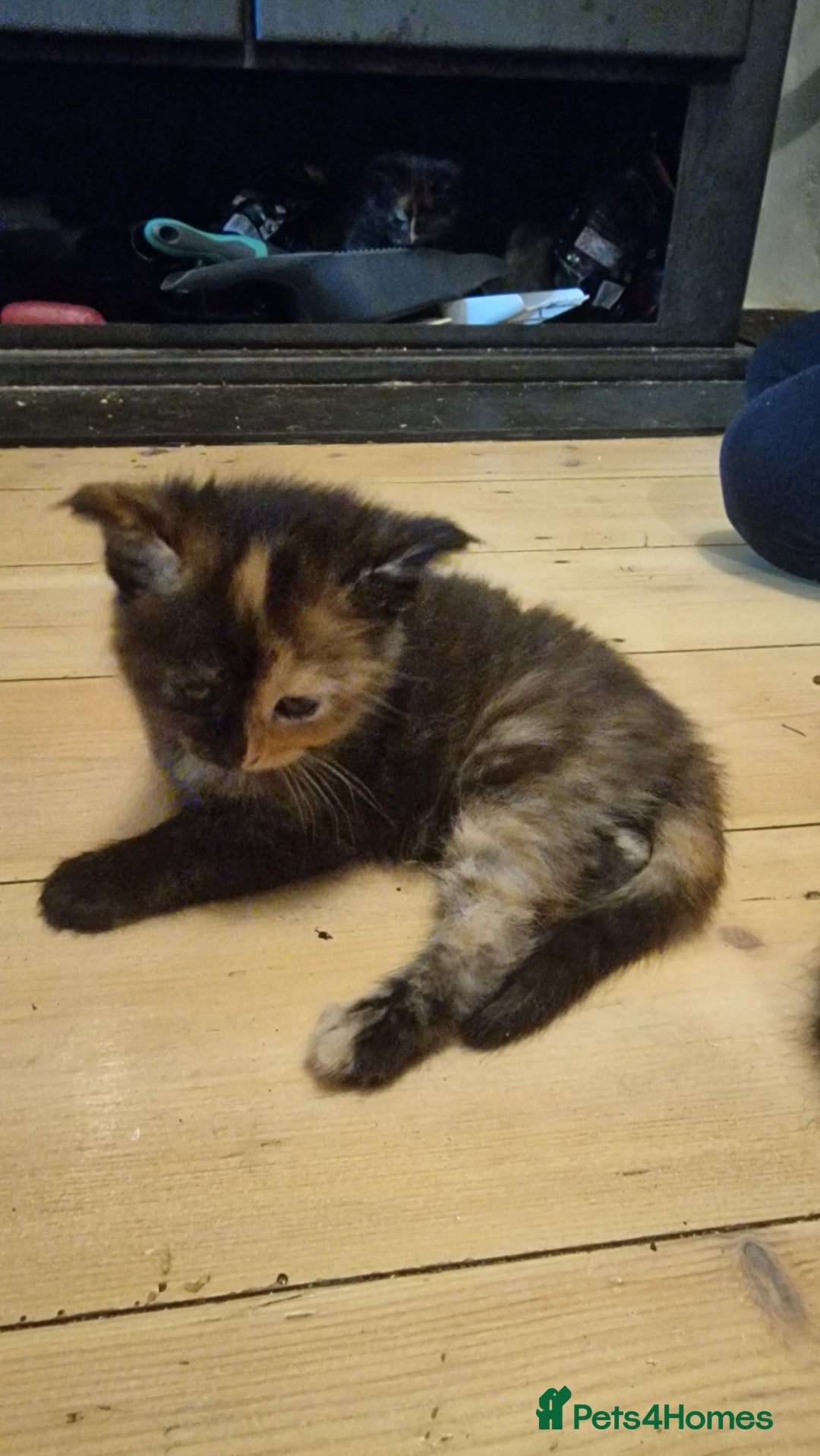 Maine Coon cats for sale: Beautiful Mainecoon X  9 kittens  - Image 26