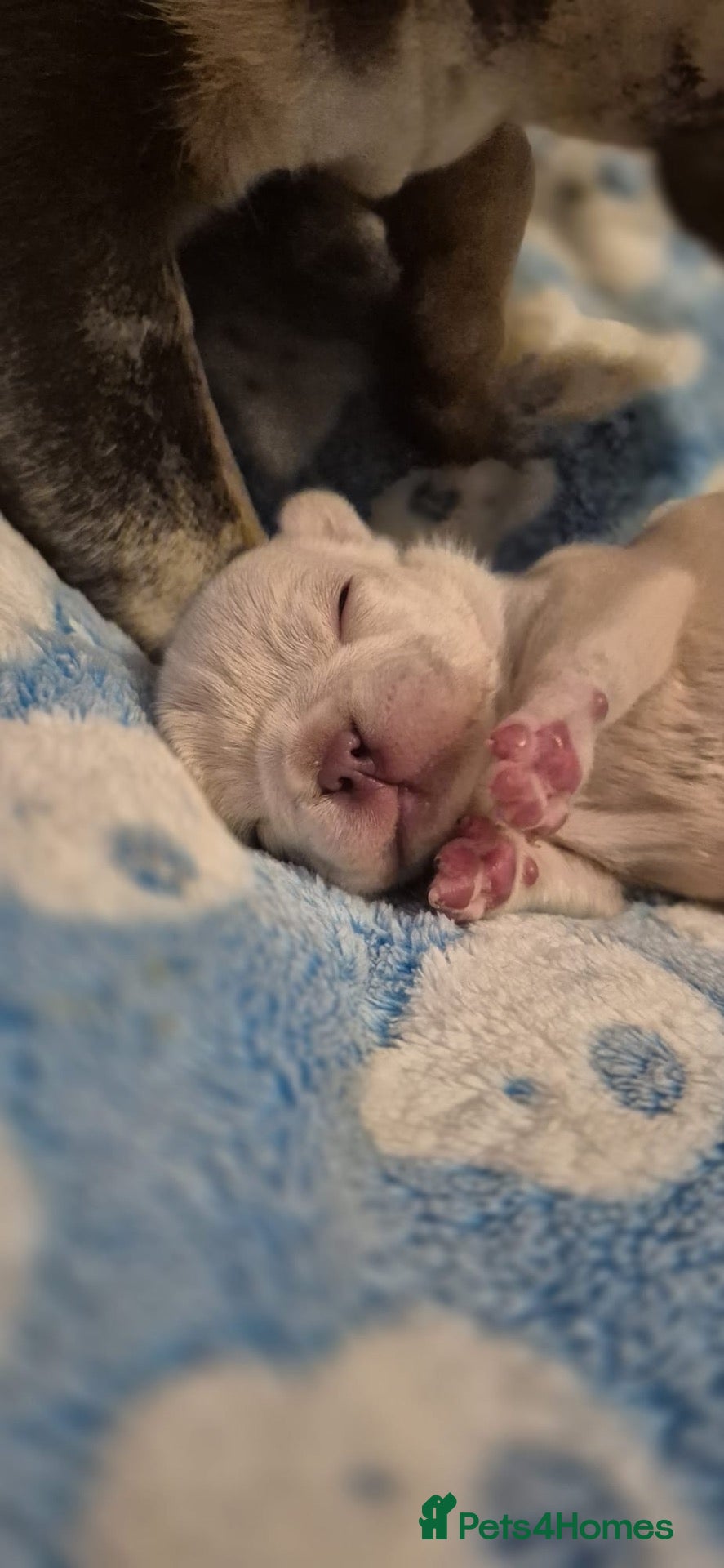 French Bulldog dogs Just arrived French Bulldog Puppy  - Advert 5