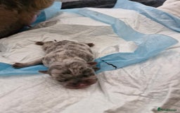 Mixed Breed dogs for sale: Frenchies looking for their forever sofa - Image 7
