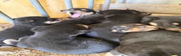 Australian Kelpie dogs for sale: Pure Bred Kelpie pups - Advert 7