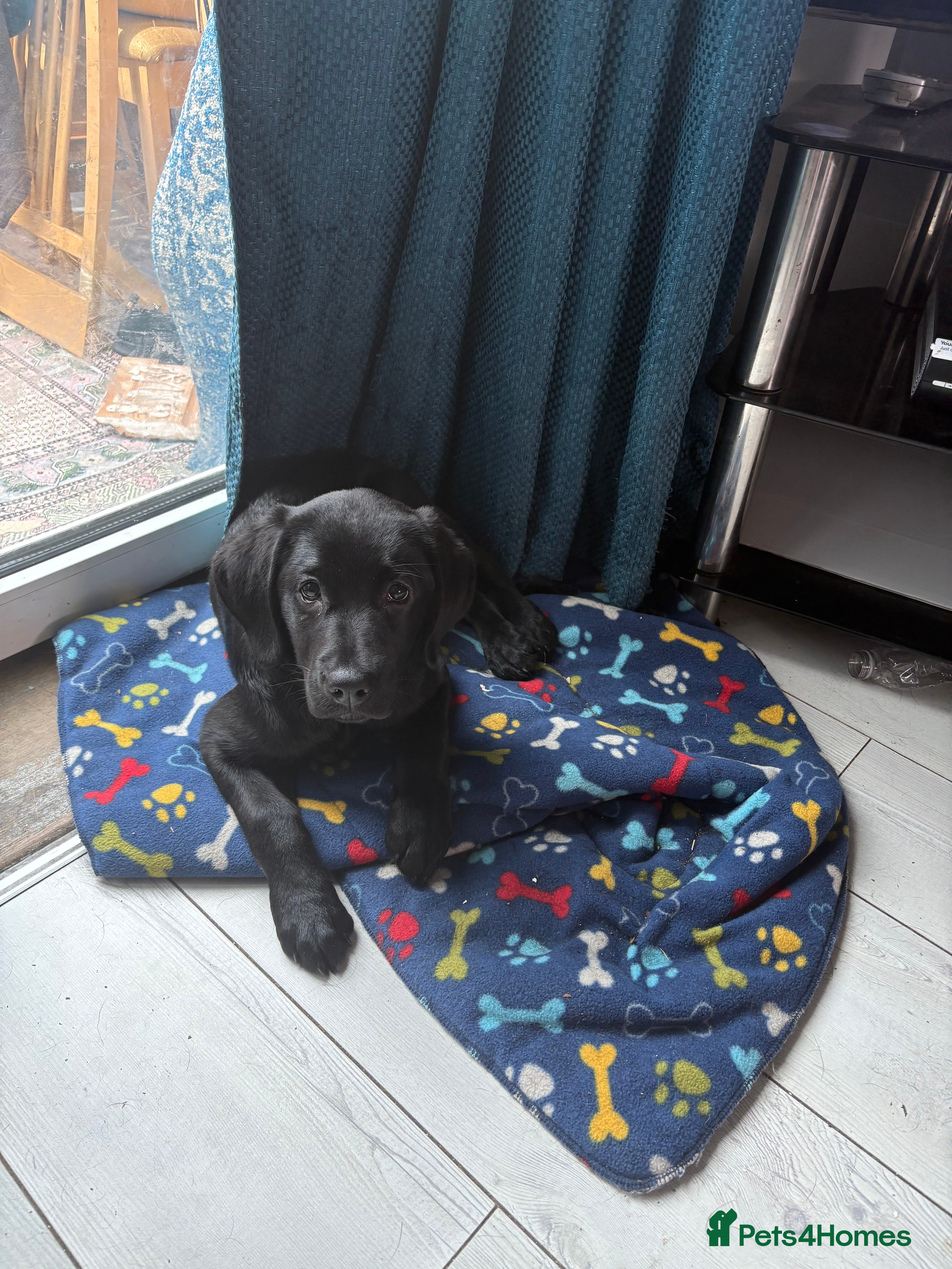 Goldador dogs Beautiful Chunky Labrador puppies - Advert 2
