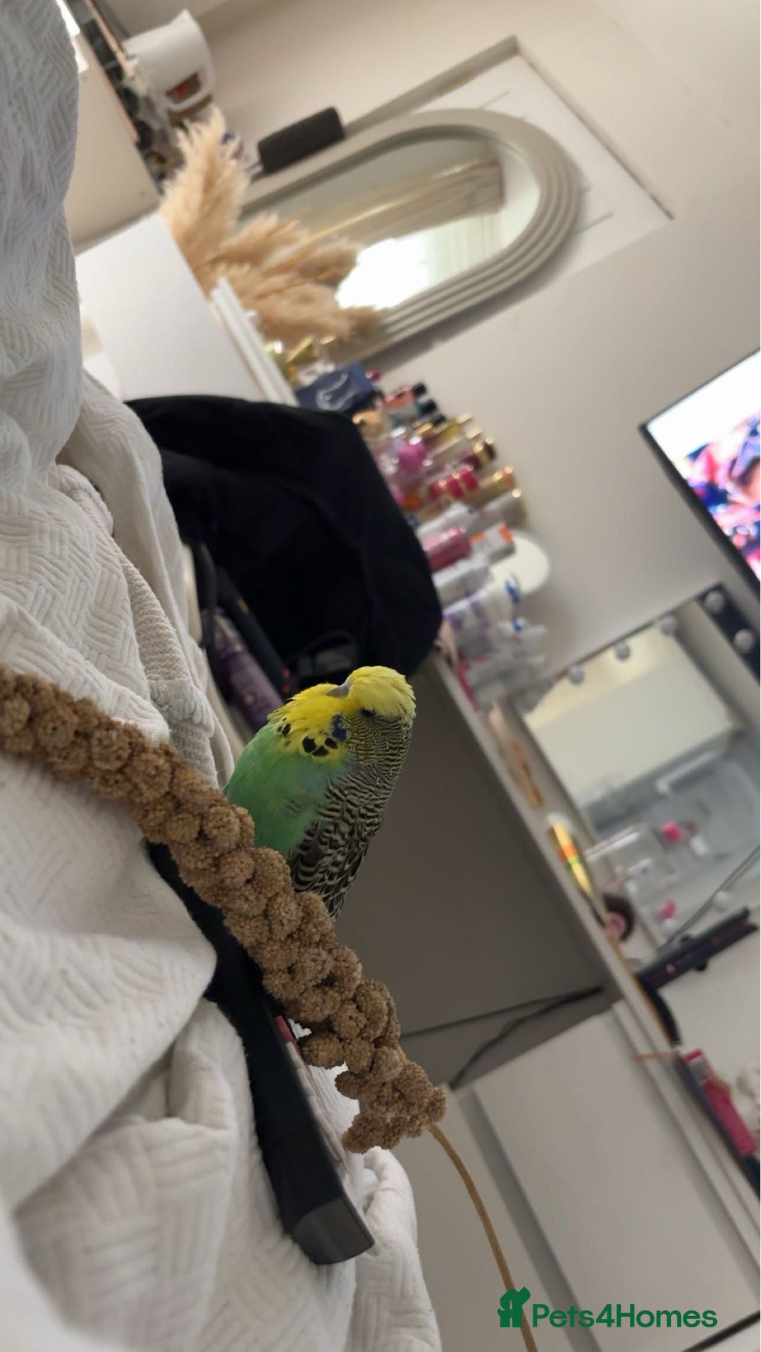 Budgerigars birds for sale: 2 budgies  - Image 6