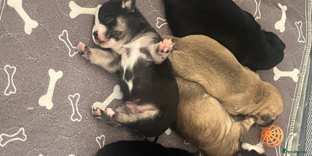 Mixed Breed dogs for sale: Frenchie x  - Advert 2