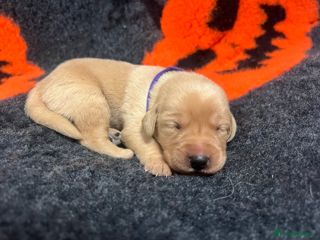 Labrador Retriever dogs for sale: 2 Labrador Retrievers girls left  - Advert 18